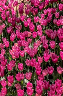 Blooming colorful tulip flowers in garden as floral background