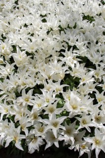 Blooming tulips flowers in as floral plant background