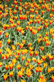 Blooming colorful tulip flowers in garden as floral background