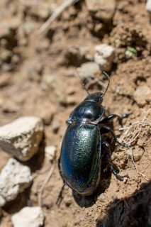 Black color bug walking