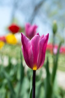 Outstanding colorful tulip flower bloom in the spring garden