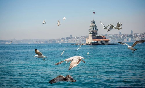 Seagull in a sky with a Maiden's tower at the back