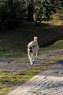 Turkish breed shepherd dog Kangal as livestock guarding dog