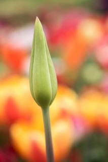 Outstanding colorful tulip flower bloom in the spring garden