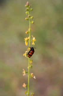 Red bug feeding on flowers in the nature