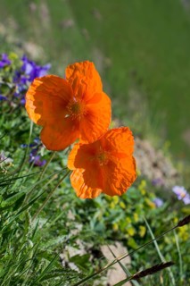 Beautiful Oriental poppy flowers in nature background