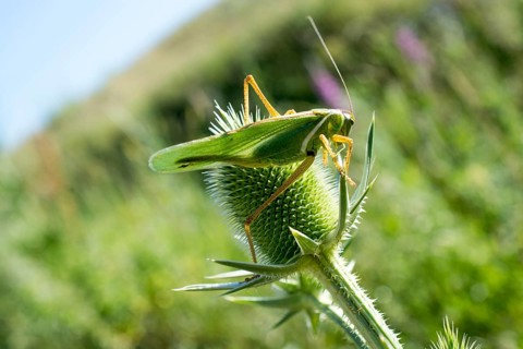 Grasshopper in open air on nature background