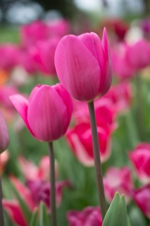 Outstanding colorful tulip flower bloom in the spring garden