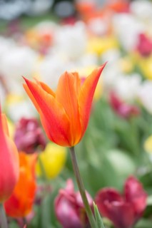Outstanding colorful tulip flower bloom in the spring garden