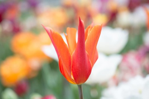 Outstanding colorful tulip flower bloom in the spring garden
