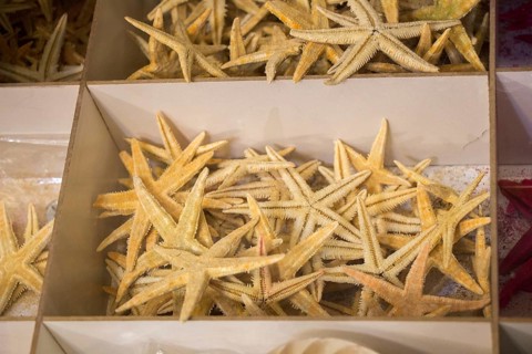 Beautiful starfish for decorative purposes