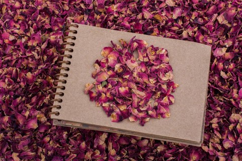 Dry rose petals placed on a spiral notebook