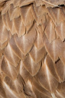 Beautiful bird feathers for decorative purposes