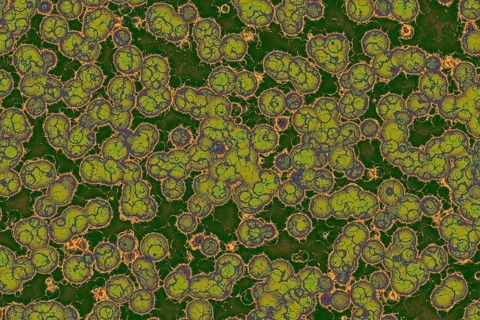 Fake microorganisms. microbiology. Bacteria