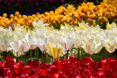 Blooming tulips flowers in as floral plant background