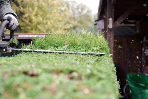 hedge