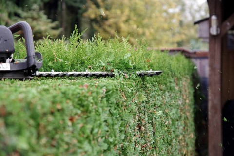 Hedge