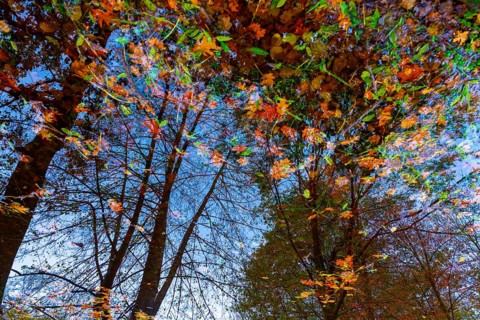 Beautiful Flood Water Pond with Tree Reflection and Autumn Leaves Floating on the Water Surface with Sunlight in Lugano