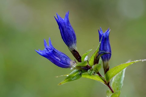 Willow gentian
