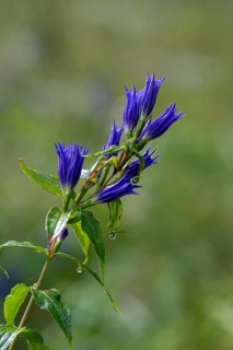 Willow gentian