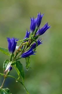 Willow gentian