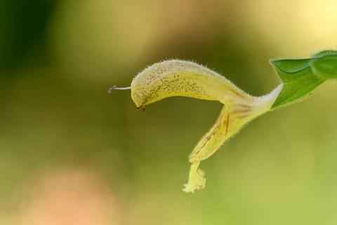 Sticky sage