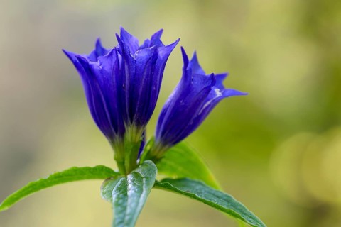Willow gentian