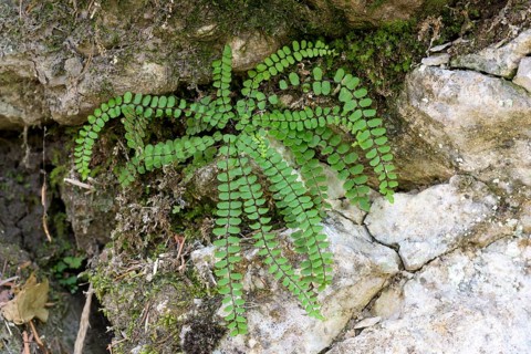 Striped fern