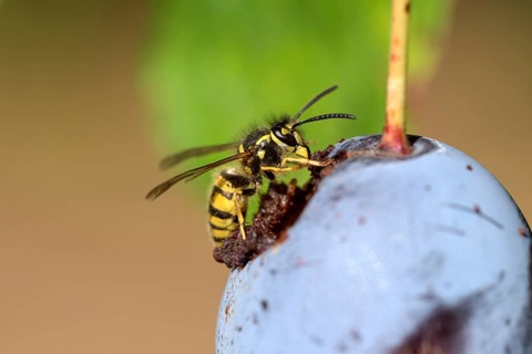 Common wasp