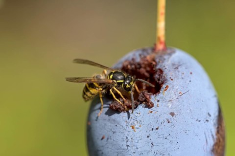 Common wasp