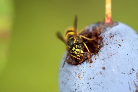 Common wasp