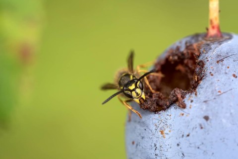 Common wasp