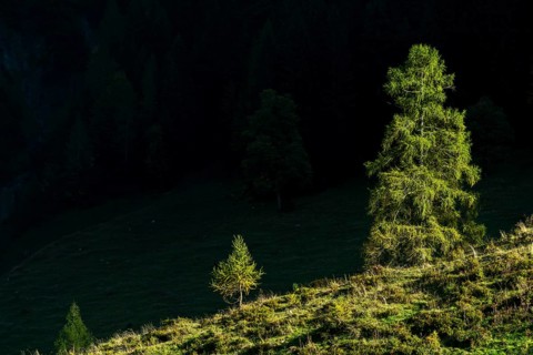 Mountain slope with fir trees in sidelight