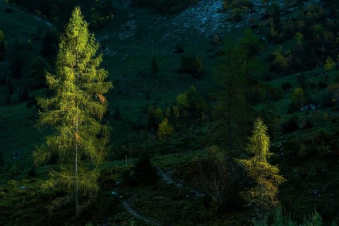 Fir trees in sidelight