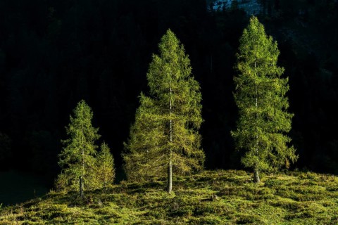 Fir trees in sidelight