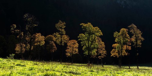 Sycamore maple
