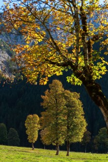 Sycamore maple