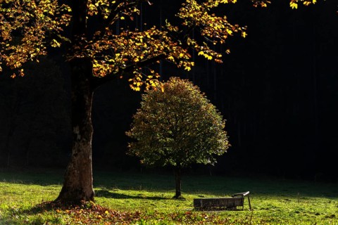 Sycamore maple