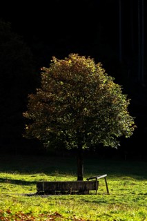 Sycamore maple