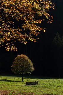 Sycamore maple