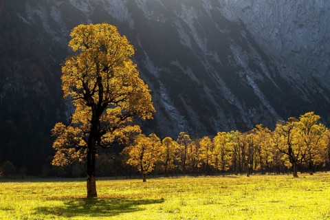 Sycamore maple
