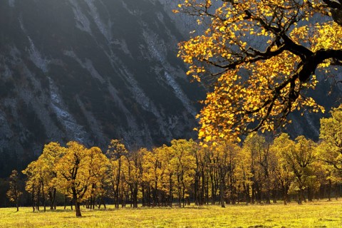 Sycamore maple