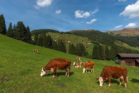 Red-coloured cows on alpine meadow