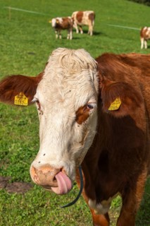 Red-coloured cows on alpine meadow