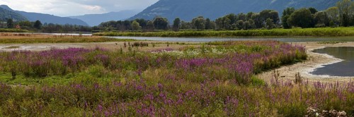 Bleistaetter Moor European nature reserve