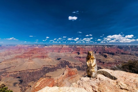 Ground squirrel