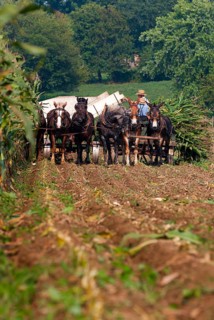 Amish people at the traditional harvest