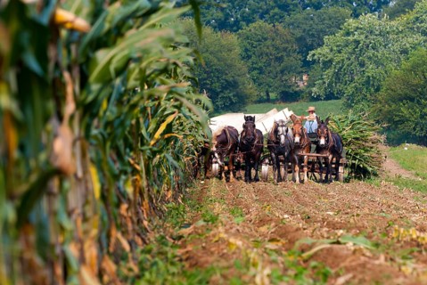 Amish people at the traditional harvest