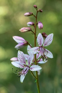Flowers of the dittany