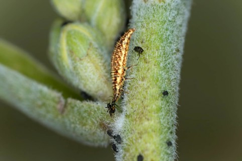 The elongated light-coloured lacewing larvae